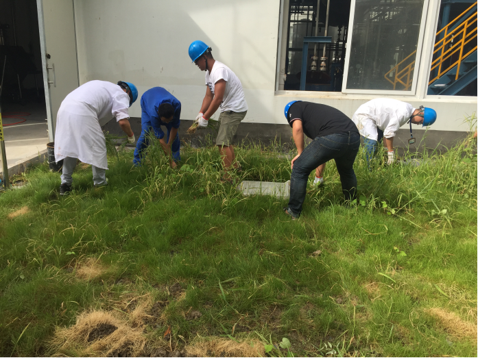 美化新厂，拔草清洁